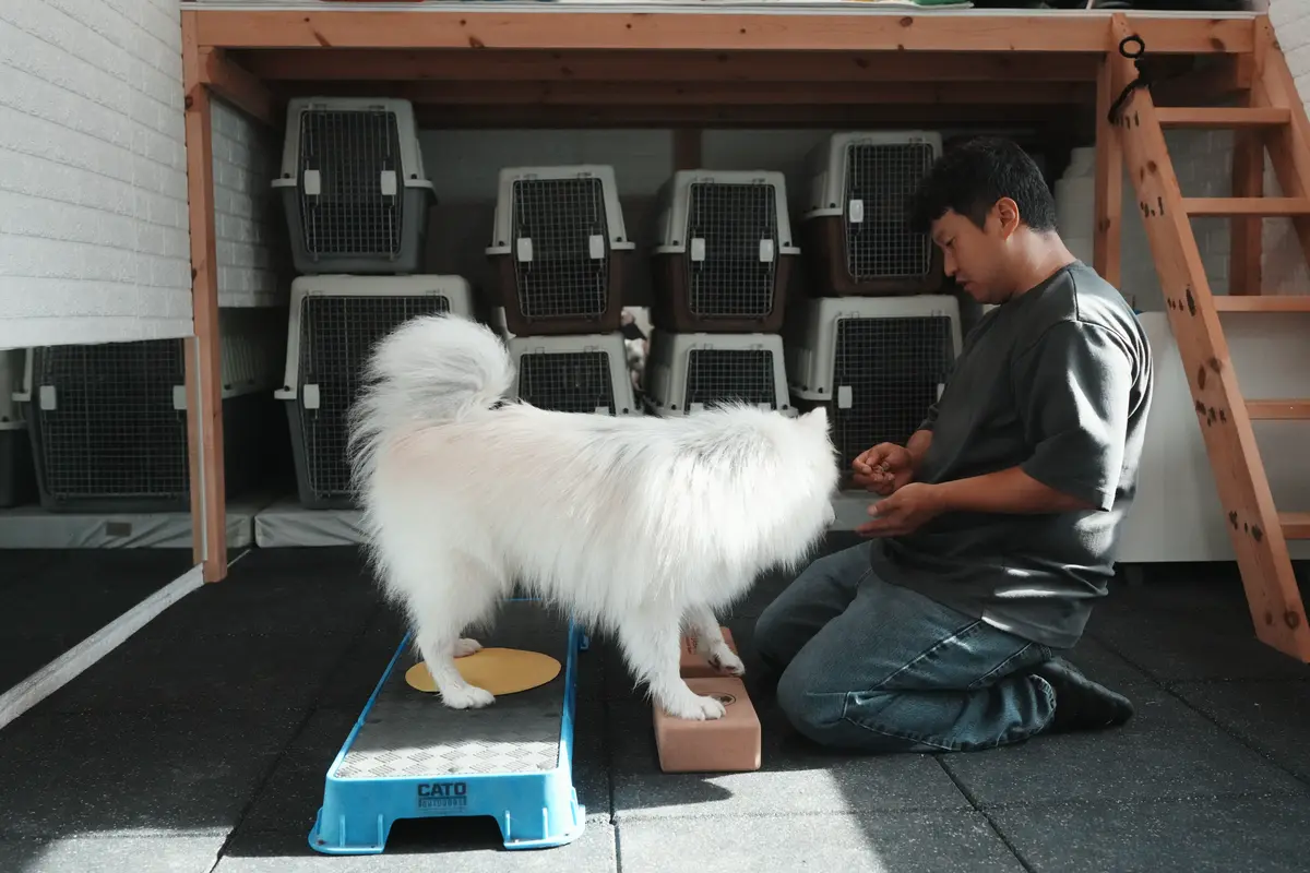실내 훈련실에서 발판 위에 자세를 잡고 서 있는 흰색 반려견과 훈련사