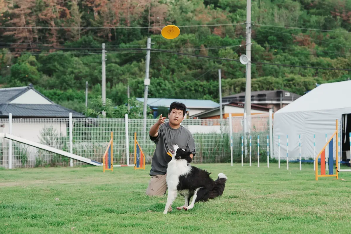 야외 운동장에서 원반을 던지는 훈련사와 뛰어오르는 보더콜리